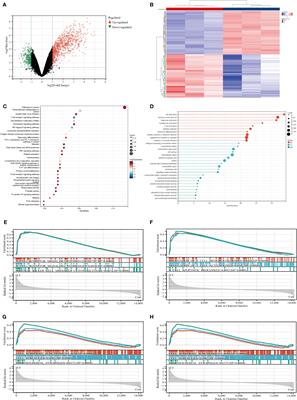 Correlation of caecal microbiome endotoxins genes and intestinal immune cells in Eimeria tenella infection based on bioinformatics